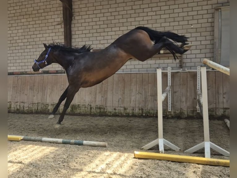 Zangersheider Gelding 3 years 16.2 hh Smoky-Black in Königsbach-Stein