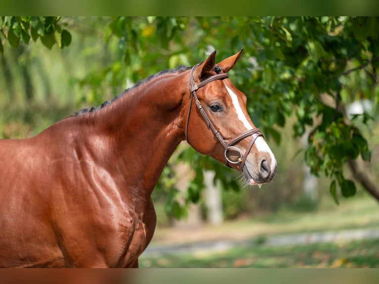 Zangersheider Gelding 3 years 16 hh Brown in GROTE-BROGEL