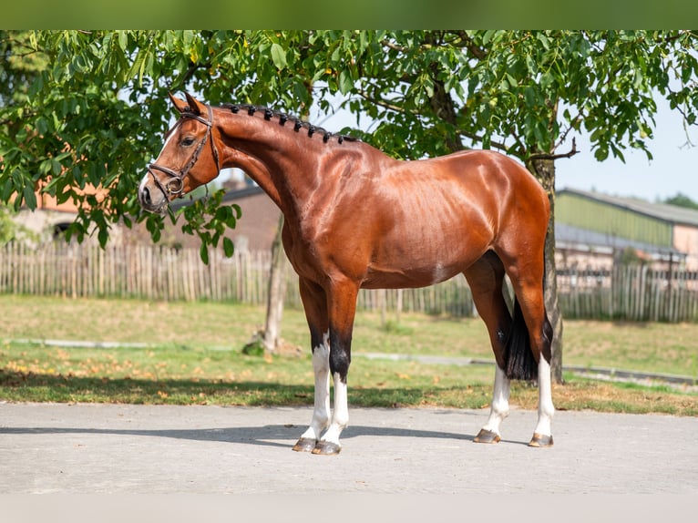 Zangersheider Gelding 3 years 16 hh Brown in GROTE-BROGEL