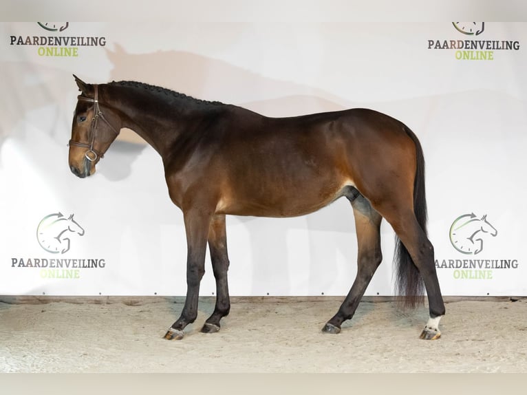 Zangersheider Gelding 3 years 16 hh Brown in Heerde