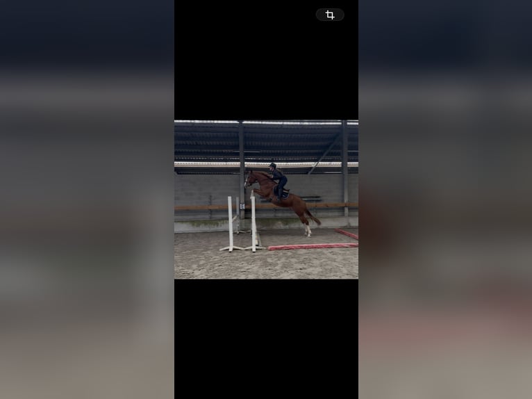 Zangersheider Gelding 3 years 16 hh Chestnut-Red in Gembloux