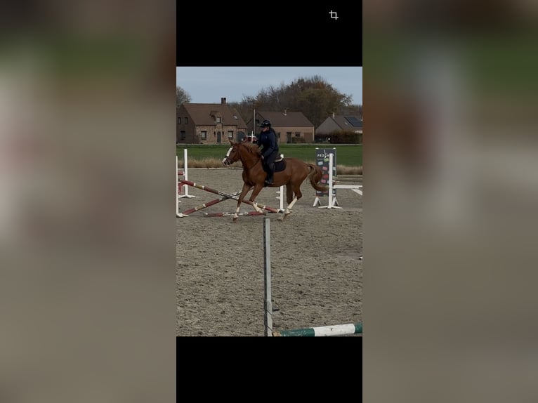 Zangersheider Gelding 3 years 16 hh Chestnut-Red in Gembloux