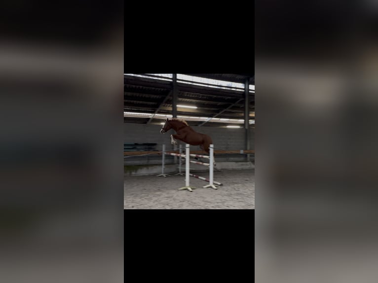 Zangersheider Gelding 3 years 16 hh Chestnut-Red in Gembloux