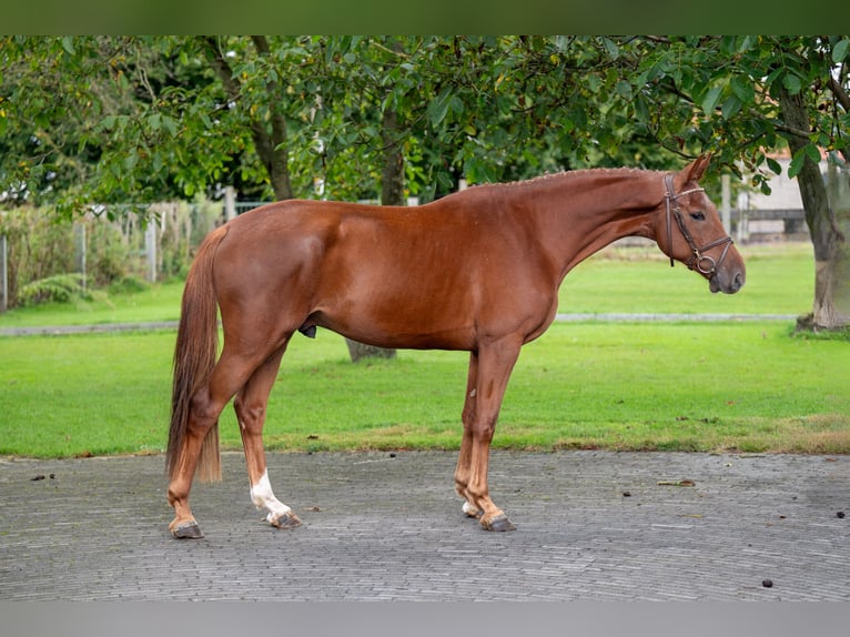 Zangersheider Gelding 3 years 16 hh Chestnut-Red in GROTE-BROGEL