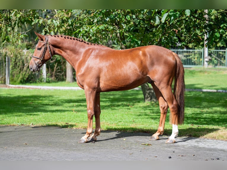 Zangersheider Gelding 3 years 16 hh Chestnut-Red in GROTE-BROGEL