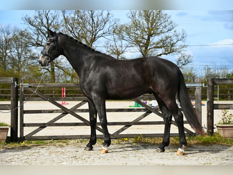 Zangersheider Gelding 3 years 16 hh Grey in Barville