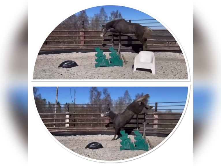 Zangersheider Gelding 3 years 16 hh Grey in Liege