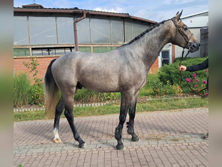 Zangersheider Gelding 3 years 16 hh Grey in Strzy&#x17C;ewice