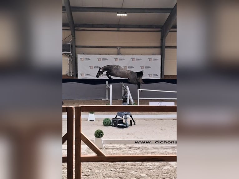 Zangersheider Gelding 3 years 16 hh Grey in Strzy&#x17C;ewice