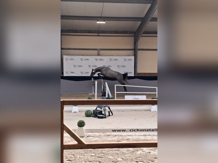 Zangersheider Gelding 3 years 16 hh Grey in Strzy&#x17C;ewice