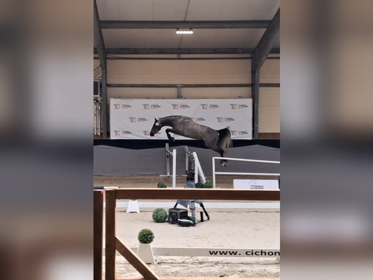 Zangersheider Gelding 3 years 16 hh Grey in Strzy&#x17C;ewice