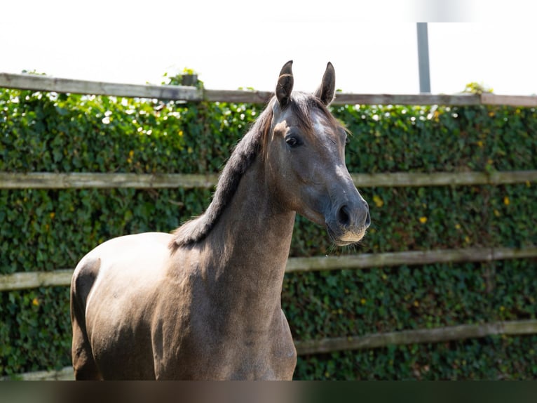 Zangersheider Gelding 3 years 16 hh in Waddinxveen