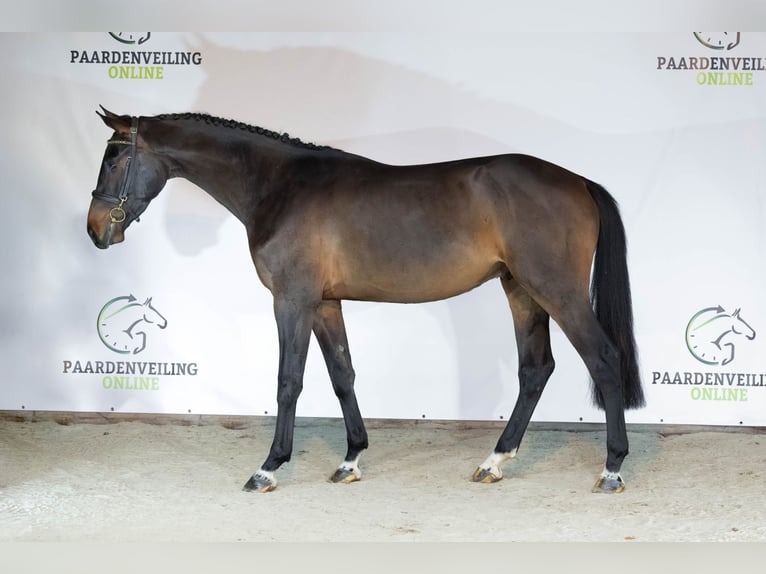 Zangersheider Gelding 3 years 16,1 hh Bay-Dark in Heerde