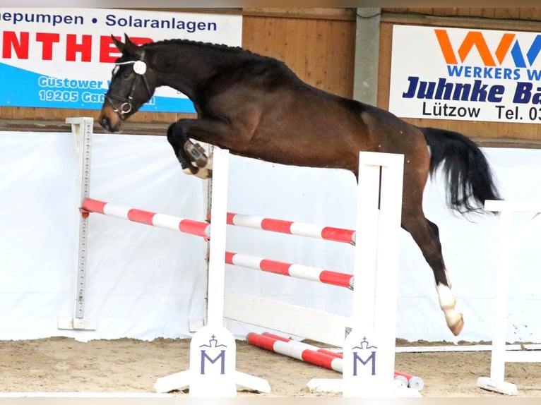Zangersheider Gelding 3 years 16,1 hh Bay-Dark in Kirch Mummendorf