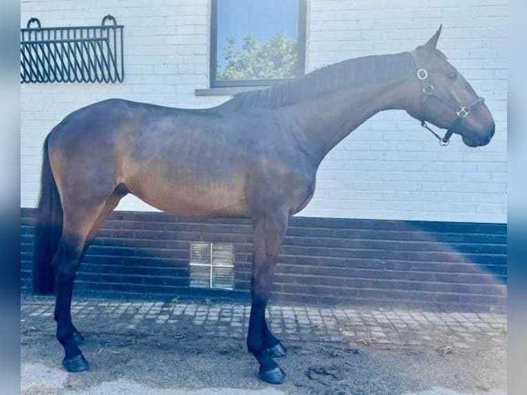 Zangersheider Gelding 3 years 16,1 hh Brown in Bladel