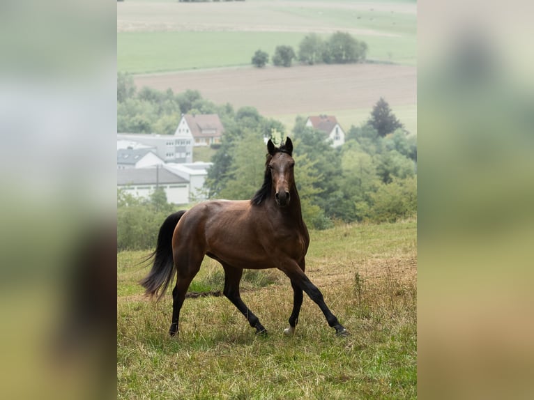 Zangersheider Gelding 3 years 16,1 hh Brown in Tann