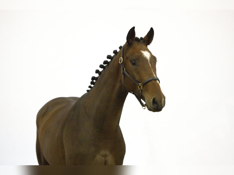 Zangersheider Gelding 3 years 16,1 hh Brown in Waddinxveen