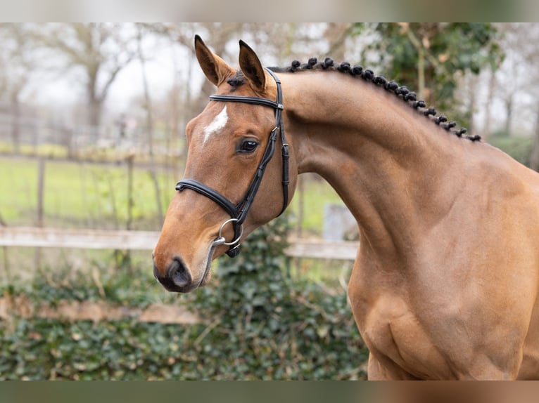 Zangersheider Gelding 3 years 16,1 hh  in Heerde