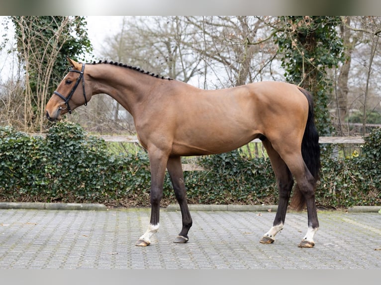 Zangersheider Gelding 3 years 16,1 hh  in Heerde