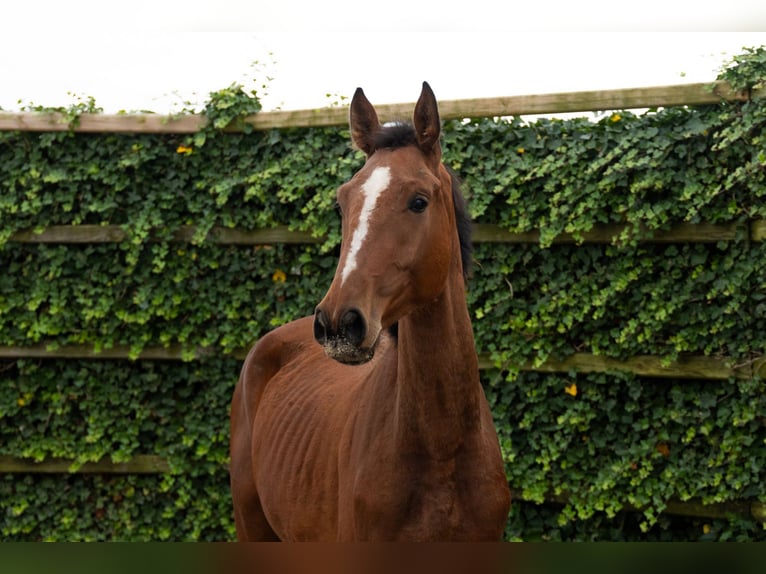 Zangersheider Gelding 3 years 16,2 hh Brown in Lochem