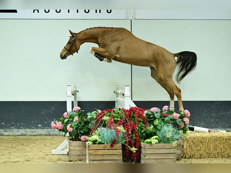 Zangersheider Gelding 3 years 16,2 hh Chestnut-Red in Bladel