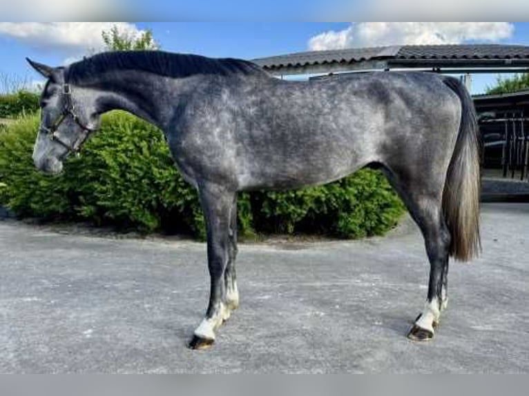Zangersheider Gelding 3 years 16,2 hh Gray in Bladel