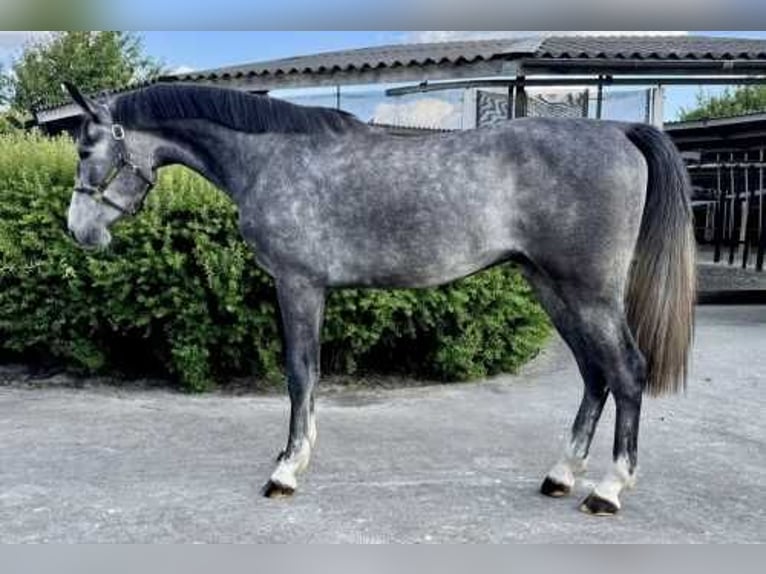 Zangersheider Gelding 3 years 16,2 hh Gray in Bladel