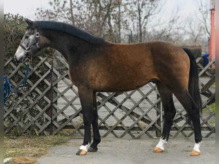 Zangersheider Gelding 3 years 16,2 hh Grey-Red-Tan in Békéscsaba
