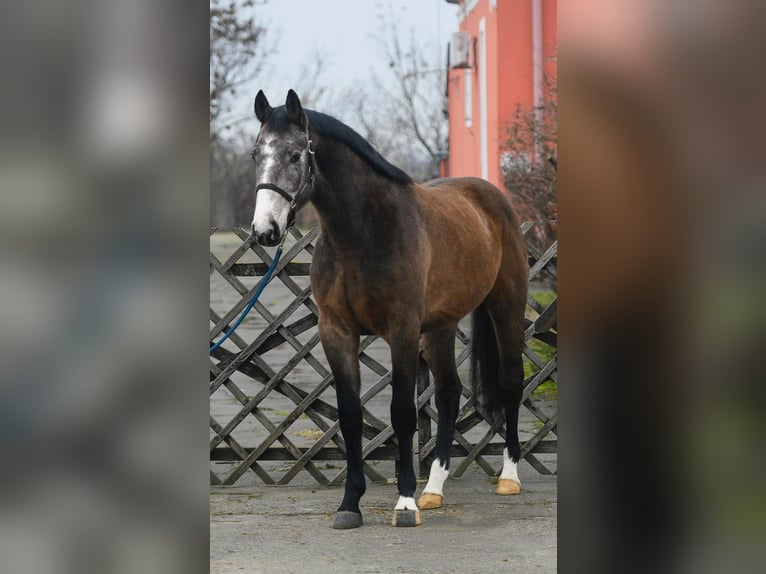 Zangersheider Gelding 3 years 16,2 hh Grey-Red-Tan in Békéscsaba