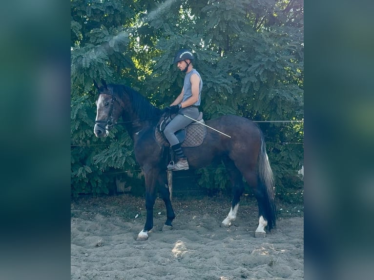 Zangersheider Gelding 3 years 16,2 hh Grey in Bekes