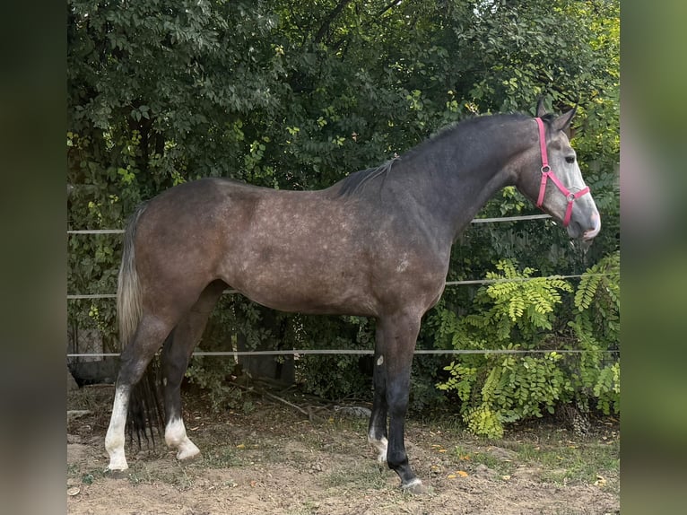 Zangersheider Gelding 3 years 16,2 hh Grey in Bekes