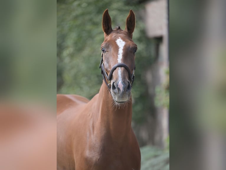 Zangersheider Gelding 3 years 16,3 hh Chestnut in Zelle