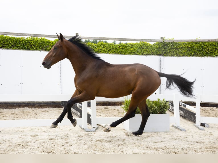Zangersheider Gelding 3 years 17 hh Brown in Waddinxveen