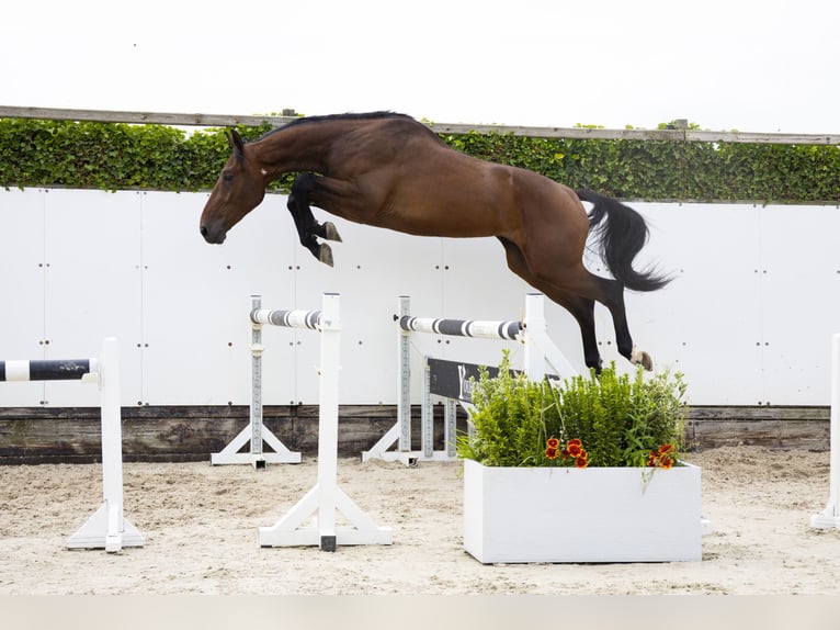 Zangersheider Gelding 3 years 17 hh Brown in Waddinxveen