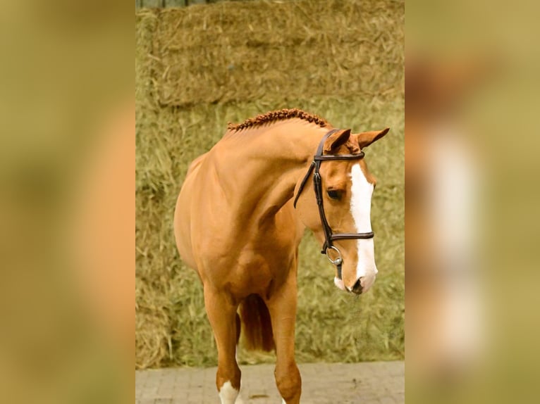Zangersheider Gelding 3 years 17 hh Chestnut-Red in Bladel