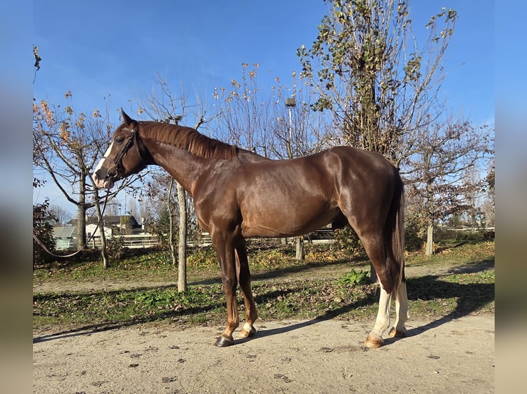 Zangersheider Gelding 3 years 17 hh Chestnut-Red in GROTE-BROGEL