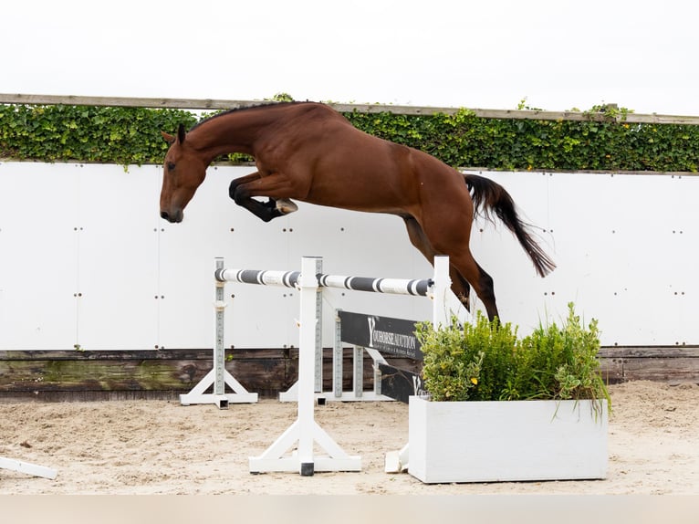 Zangersheider Gelding 3 years 17,1 hh Brown in Waddinxveen Zangersheider Gelding 3 years 17,1 hh Brown in Waddinxveen