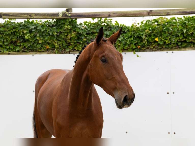 Zangersheider Gelding 3 years 17,1 hh Brown in Waddinxveen Zangersheider Gelding 3 years 17,1 hh Brown in Waddinxveen