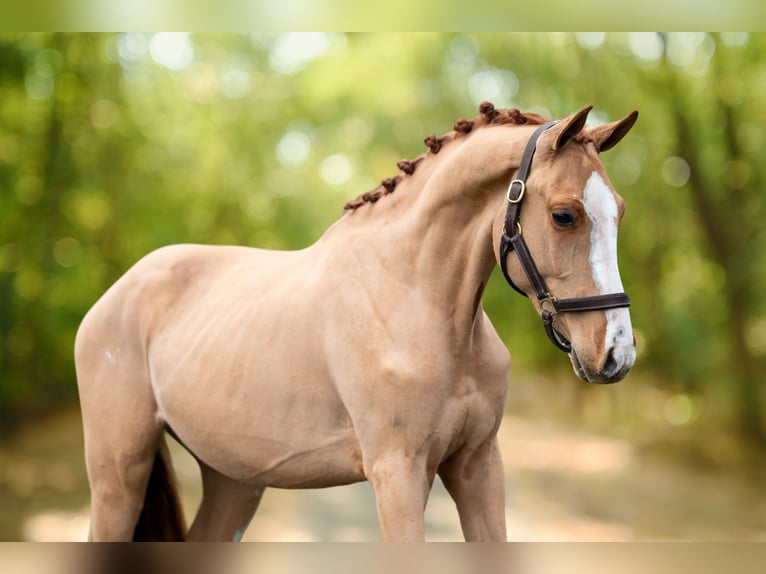 Zangersheider Gelding 3 years 9,2 hh in GROTE-BROGEL