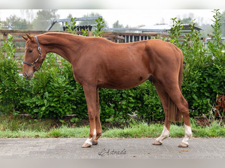 Zangersheider Gelding 3 years Chestnut-Red in Bladel