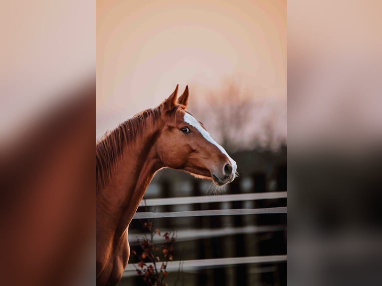 Zangersheider Gelding 3 years Chestnut-Red in Zagreb