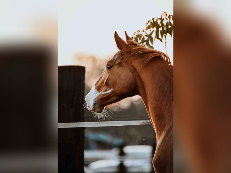 Zangersheider Gelding 3 years Chestnut-Red in Zagreb