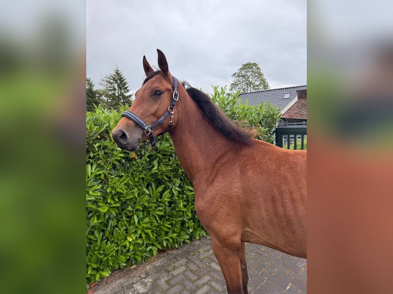 Zangersheider Gelding 3 years  in Eext