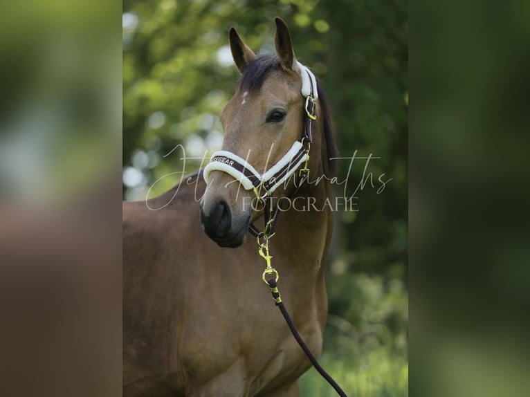 Zangersheider Gelding 4 years 14.2 hh Cremello in Heusden-Zolder