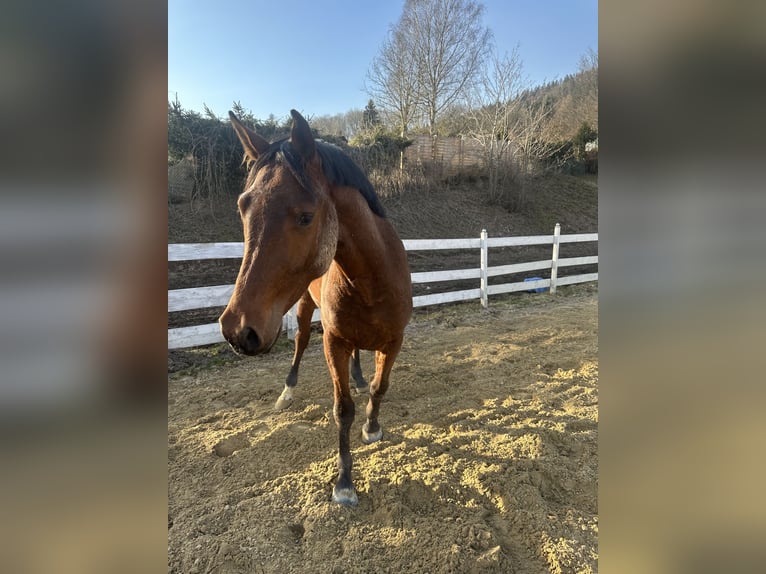 Zangersheider Gelding 4 years 15,1 hh Brown in Zella-Mehlis