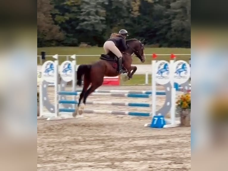 Zangersheider Gelding 4 years 15,3 hh Bay-Dark in Bled