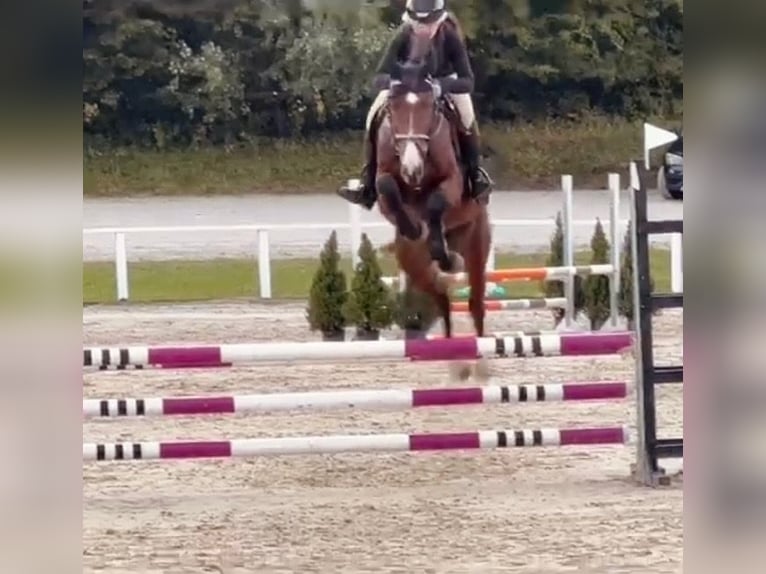 Zangersheider Gelding 4 years 15,3 hh Bay-Dark in Bled