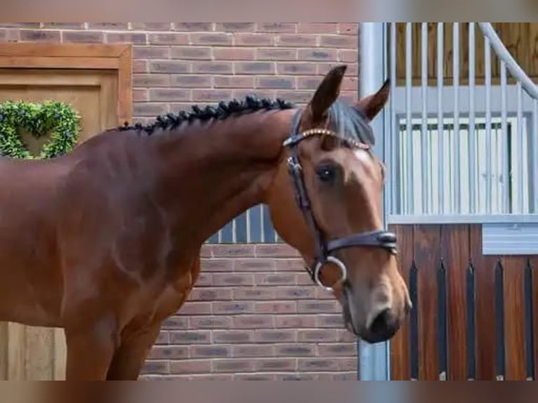 Zangersheider Gelding 4 years 15,2 hh Brown in Wijchmaal