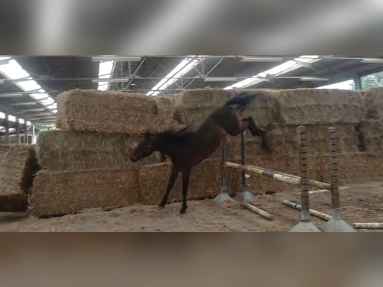 Zangersheider Gelding 4 years 15,2 hh in Oudsbergen
