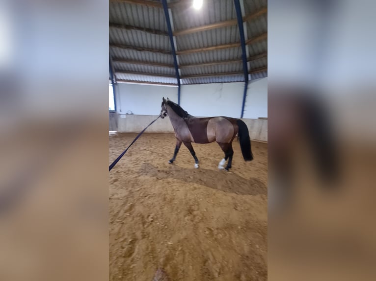 Zangersheider Gelding 4 years 15,3 hh Bay-Dark in Leibelbach